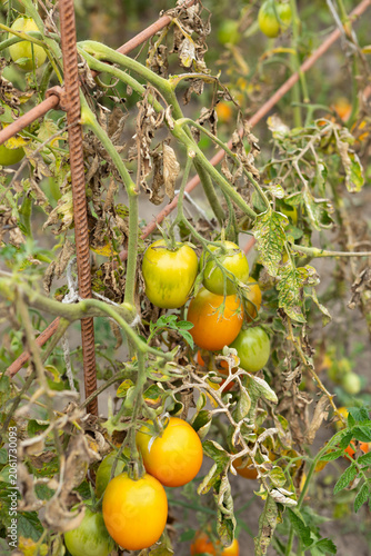 Tomato plant disease, late blight, and yield loss infection yellow leaves
