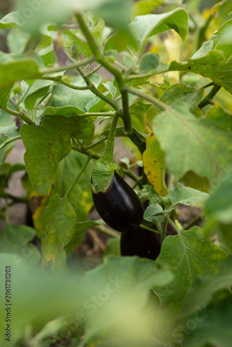 Growing eggplant in plantation on ground