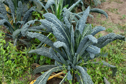 Kale plants growing in vegetables garden gardening concept
