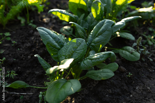 Growing spinach leaves in plantation on ground