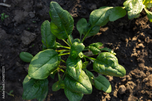 Growing spinach leaves in plantation on ground sunny light top view