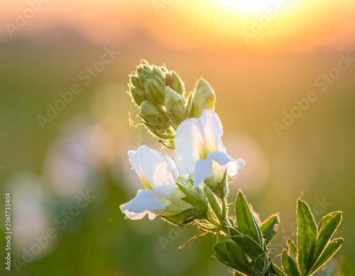 A serene close-up of a white wildflower against a blurred sunset background