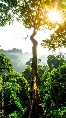 A serene forest scene with sunlight filtering through lush green foliage and a prominent tree