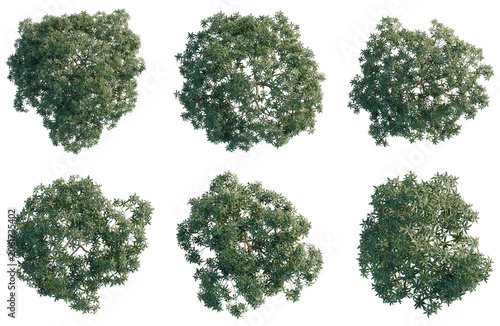 Mangifera indica tree plan, top view, cutout, transparent background, isolate, Six aerial views of lush green trees with detailed foliage on a black background