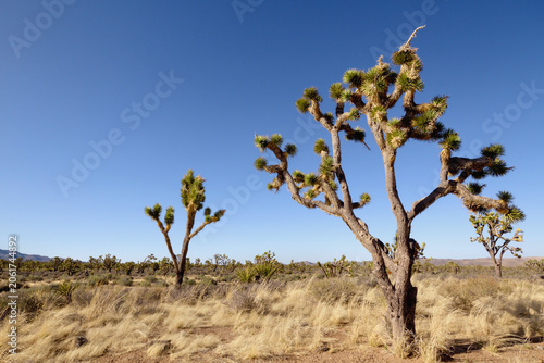 Weathered Joshua trees in arid desert landscape, Joshua Tree National Park, California