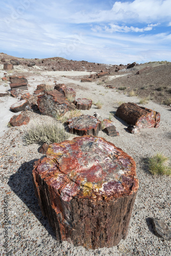 Colorful petrified wood stumps in desert landscape, Petrified Forest National Park, Arizona
