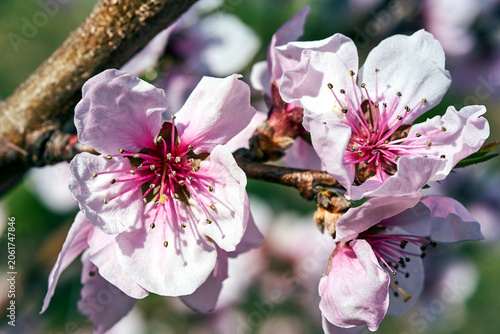 Detail of a blooming white peach fruit tree flower in spring