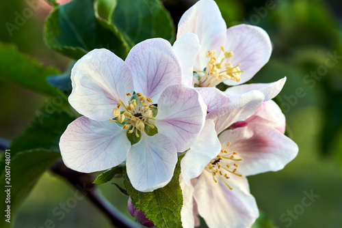 details of the blooming white flower of an apricot fruit tree in spring