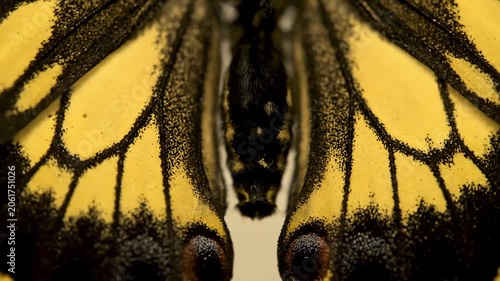 Vibrant Orange and Black Butterfly Wings Gently Fluttering in Macro Closeup