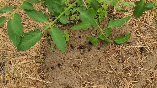 Anthill in the garden and greenhouse. Ants harm plants in the garden and greenhouse, insect control