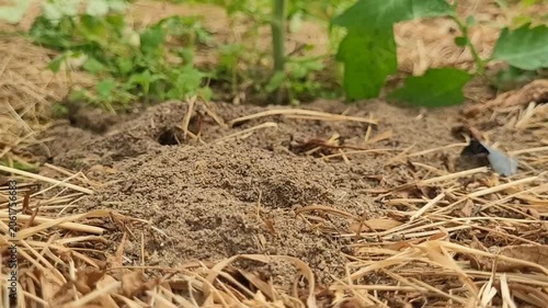 Anthill in the garden and greenhouse. Ants harm plants in the garden and greenhouse, insect control