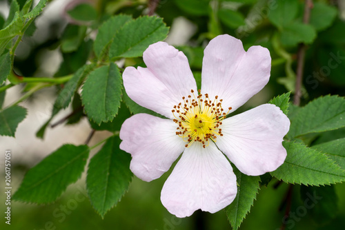 Wild Rose Flower, Also Known As Rosa Canina Or Dog Rosa . Blooming wild rose hips.