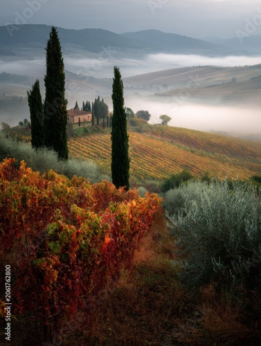 Cypress trees overlooking a foggy vineyard in Tuscany during autumn morning