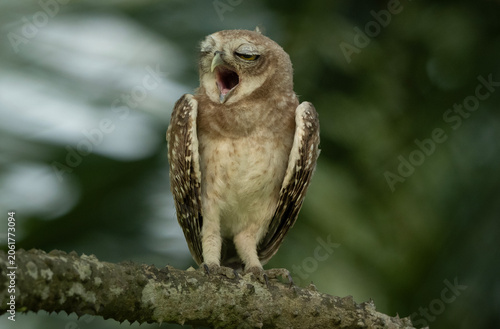 A yawning Spotted Owlet (Athene brama) perched on a branch.