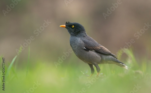 Jungle Myna (Acridotheres fuscus) standing alertly on grassy ground.
