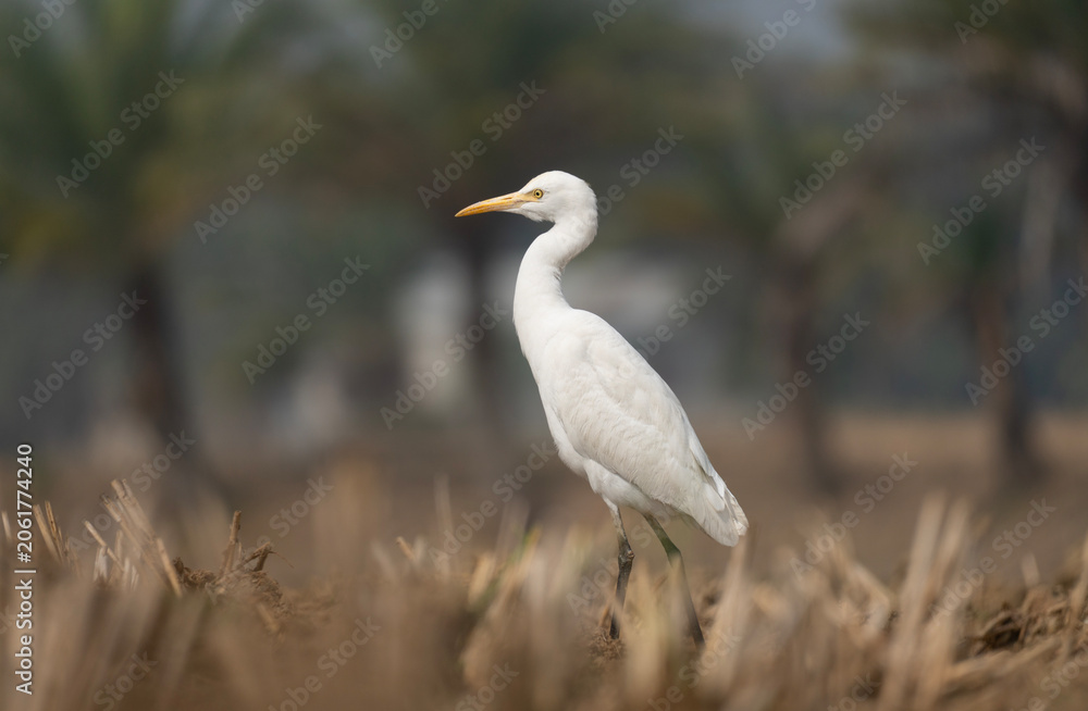 Obraz premium Cattle Egret (Bubulcus ibis) standing in a harvested paddy field.