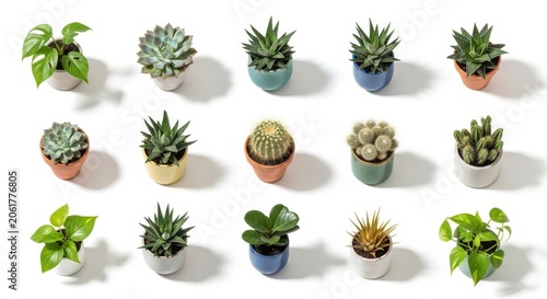 Collection of potted succulents and green plants on white background