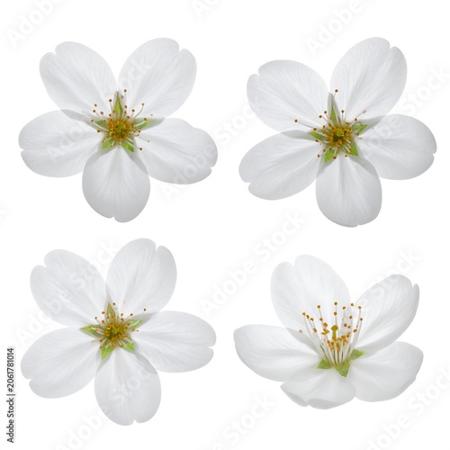A set of four white flowers with yellow centers and green stems on a plain white background
