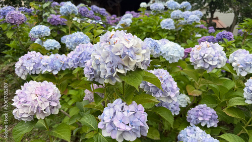 Fotografie 紫陽花の花が咲く初夏の自然背景、梅雨や季節感を感じる華やかなフラワー素材