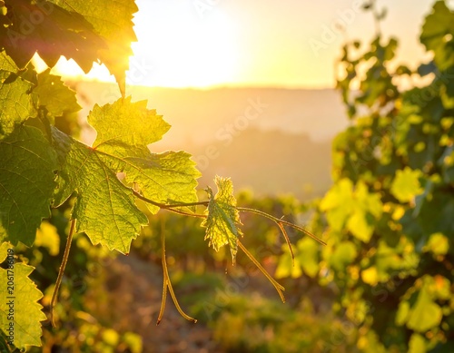 A serene vineyard scene at sunset with lush greenery
