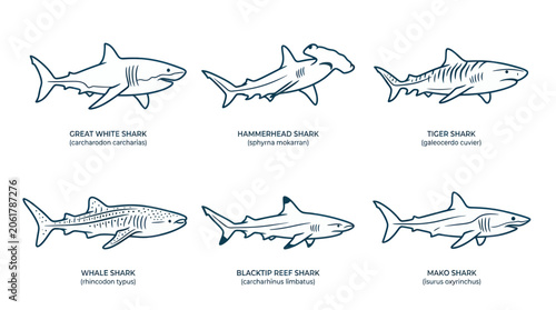 Obraz na płótnie Shark Species Illustration Set: Great White, Hammerhead, Tiger, Whale, Reef, Mak
