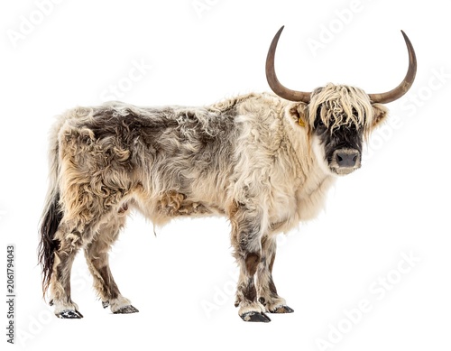 A shaggy bull with curved horns stands on a white background