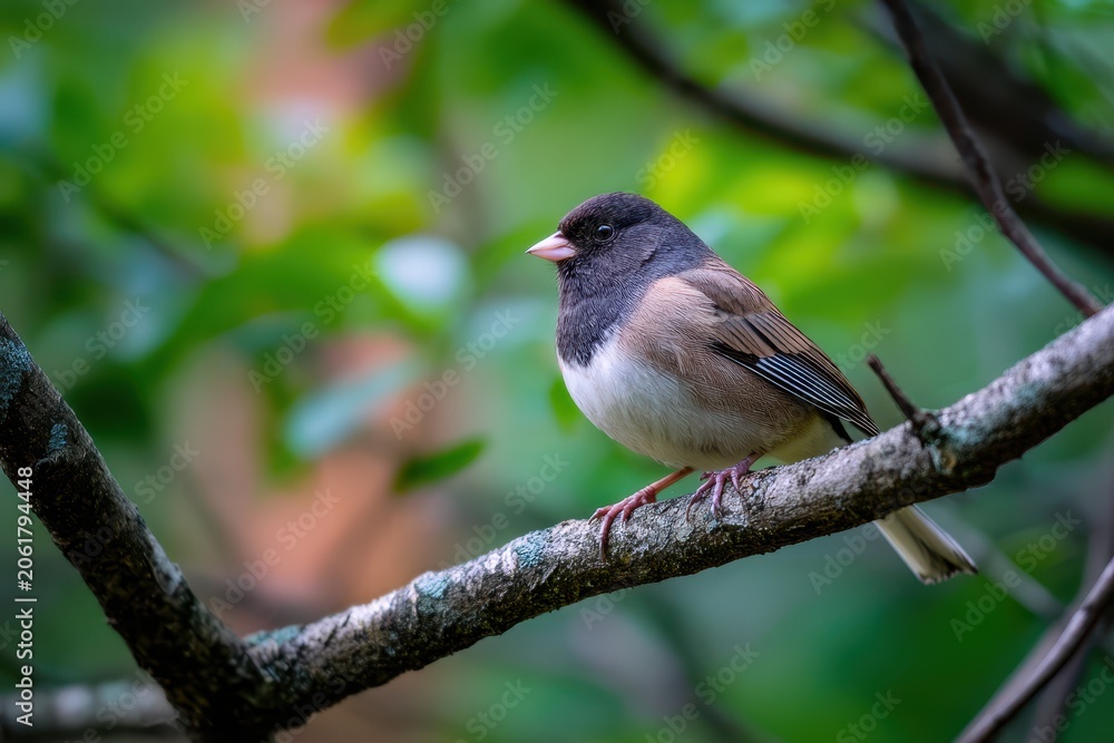 Obraz premium Close-up portrait of a dark-eyed junco perched on a tree branch in a Tennessee woodland