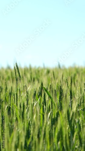 A green wheat field on a sunny day with a blue sky