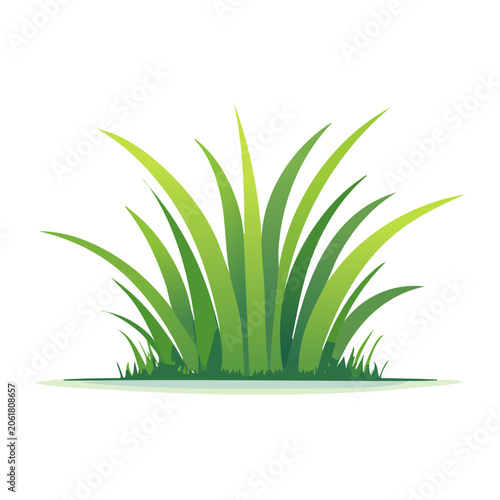 Snake plant leaves top view isolated