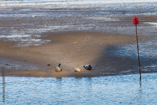 Φωτογραφία Three seals resting in the sun on tidal flat or sandbank during low tide on the