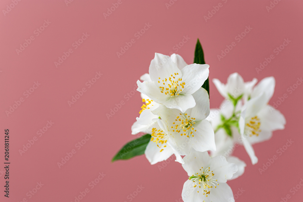 Obraz premium spring jasmine flowers arranged on pastel pink background