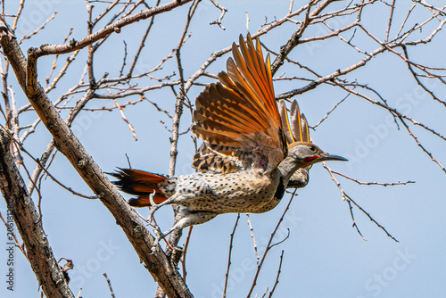 Northern Flicker (Colaptes auratus) Photo, Taking Off, Showing Its Brilliant Orange Colors, Against a Blue Sky