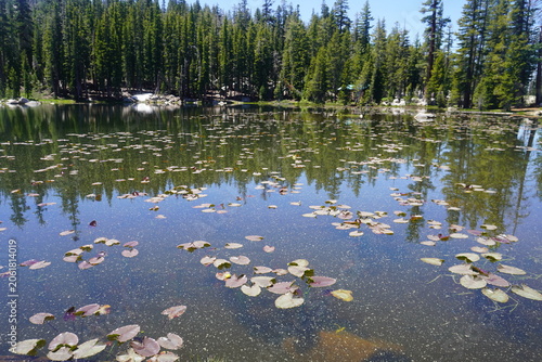 A wide, horizontal, eye-level shot capturing a serene alpine lake or pond covered in scattered lily pads. The calm, clear water beautifully reflects a dense forest of towering evergreen pine trees lin
