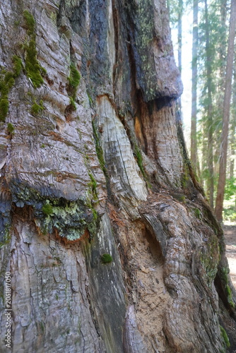 A vertical, close-up shot focusing on the highly textured and weathered bark of a massive giant sequoia or redwood tree. The thick, fibrous bark shows complex layers, deep ridges, and prominent burls,