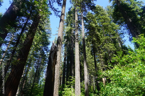 A wide, horizontal, low-angle shot looking up at towering evergreen pine trees stretching high into the sky within a lush California forest. On the left, a massive, thick tree trunk shares the frame w