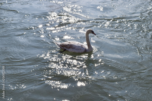 Принти на полотні Mute swan swimming on sparkling zurich limmat river