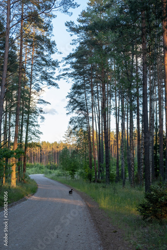 Obraz na plátně Small black and white dog standing on a dirt road winding through a lush green pine forest during golden hour