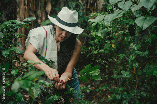 Woman harvesting coffee cherries by hand in a tropical coffee plantation during peak harvest season.