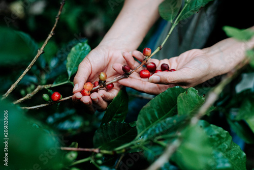 Close-up of freshly picked coffee cherries resting in open hands during harvest season.