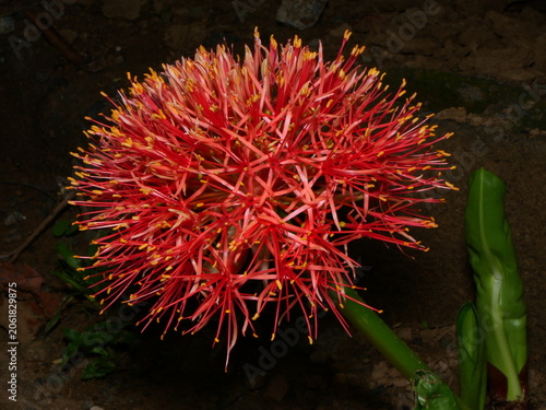 This is a Scadoxus multiflorus, commonly known as a Blood Lily or Fireball Lily.