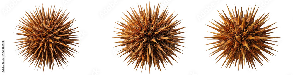 Naklejka premium Set of three spiky sea urchin shells with creature, underwater, wildlife isolated on transparent background