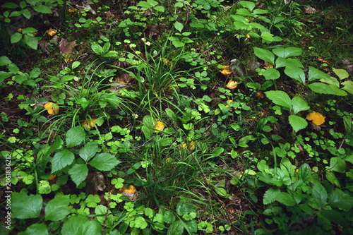 Mushrooms among green leaves