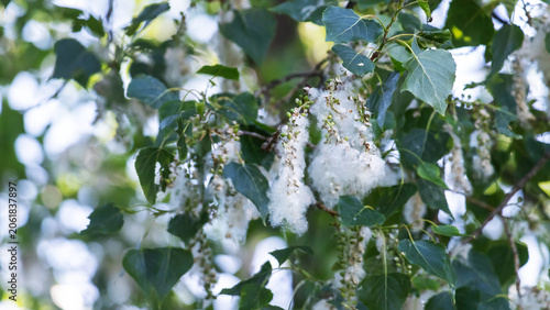 Canvastavla Cottonwood fluff on green poplar tree branches against a clear blue summer sky