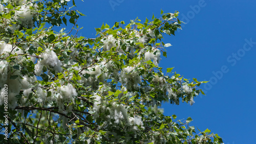 Konstfotografi Cottonwood fluff on green poplar tree branches against a clear blue summer sky