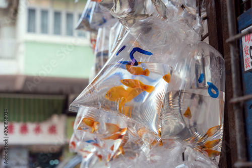 香港・旺角の金魚市場・金魚街　ビニール袋に入った金魚