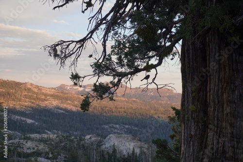 An eye-level, landscape shot looking out across a sprawling mountainous valley at golden hour. The textured trunk and gnarled, overhanging branches of a large evergreen tree dominate the right side of