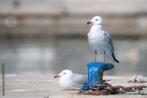 Gaviotas de Audouin 