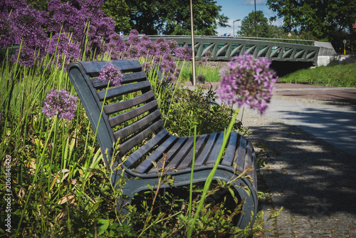 park bench, city park, flowers in the park, spring in the park, pink flowers in the park
