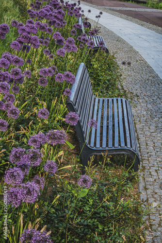 park bench, city park, flowers in the park, spring in the park, pink flowers in the park
