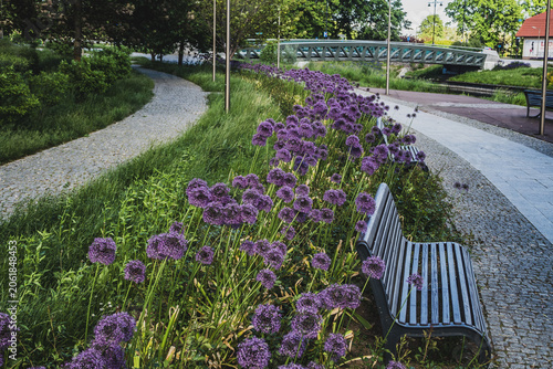 park bench, city park, flowers in the park, spring in the park, pink flowers in the park
